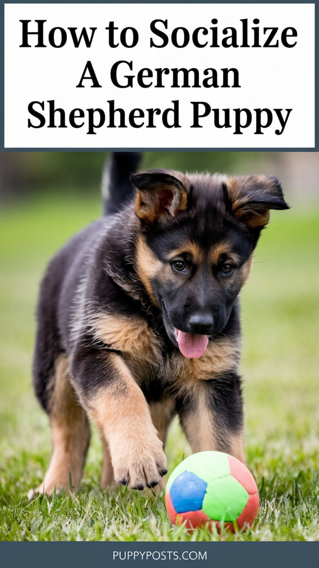How to socialize a German Shepherd puppy How to socialize a German Shepherd puppy