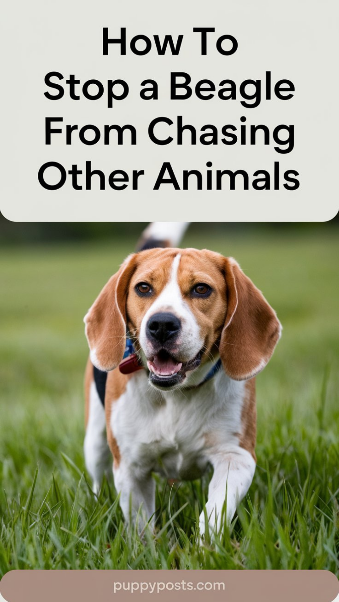 How to stop a Beagle from chasing other animals How to stop a Beagle from chasing other animals