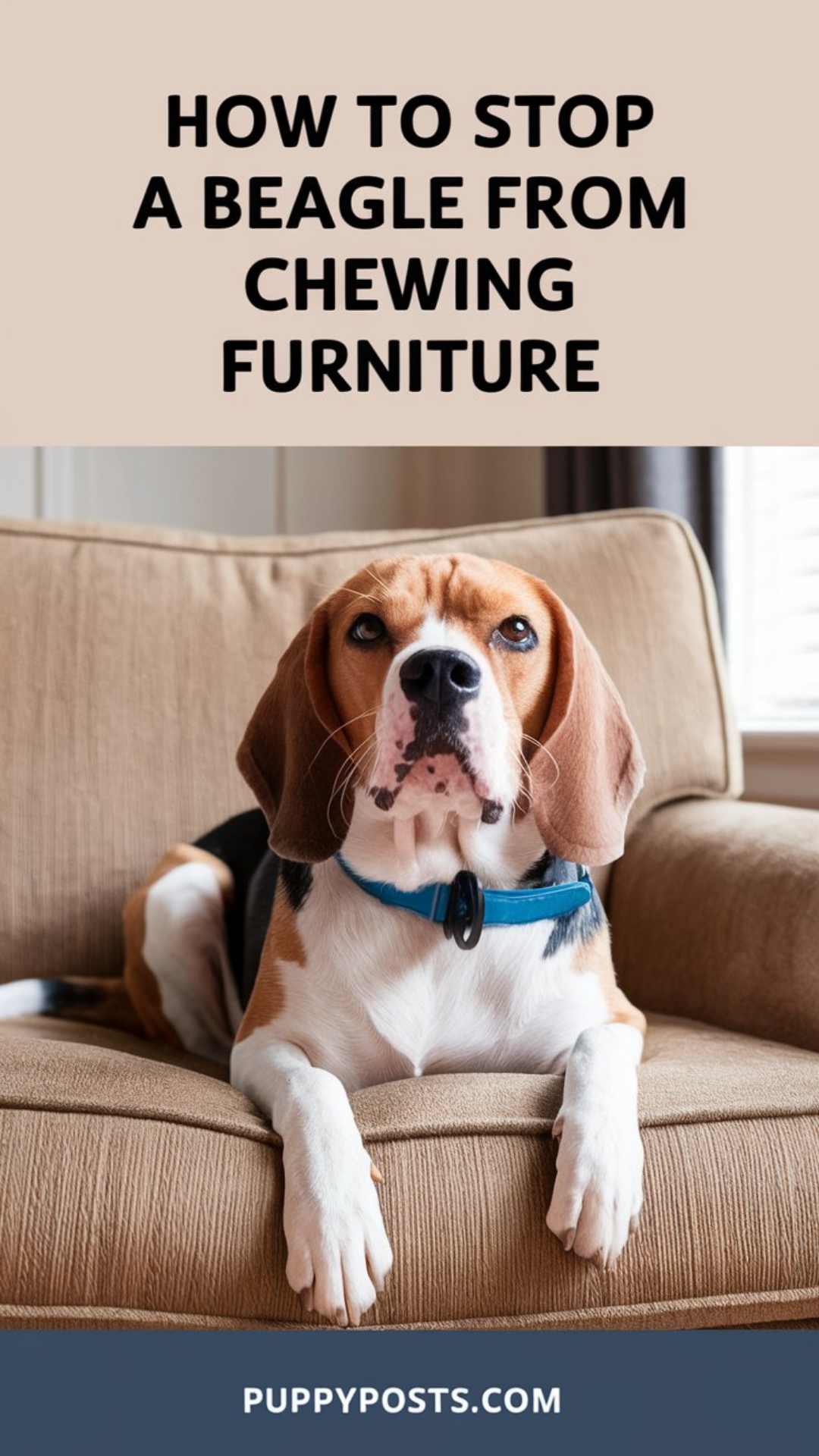 How to stop a Beagle from chewing furniture How to stop a Beagle from chewing furniture