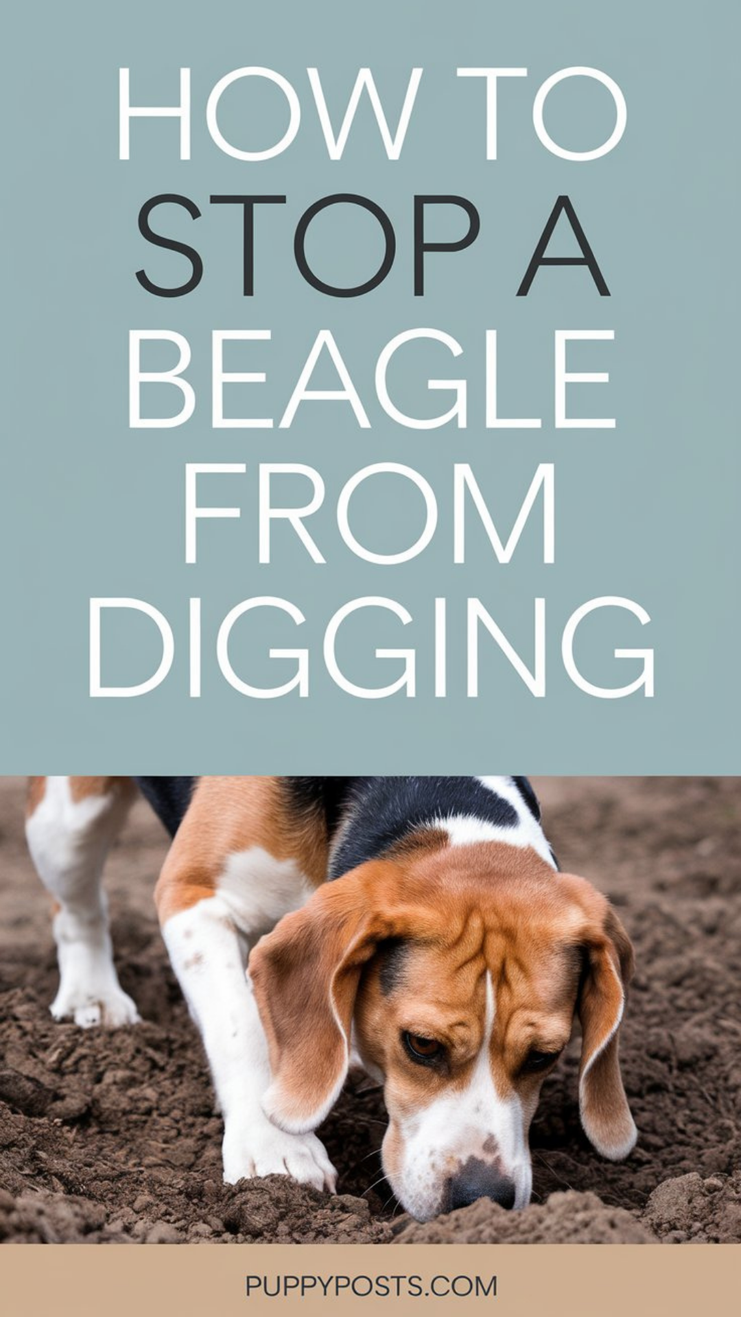 How to stop a Beagle from digging How to stop a Beagle from digging