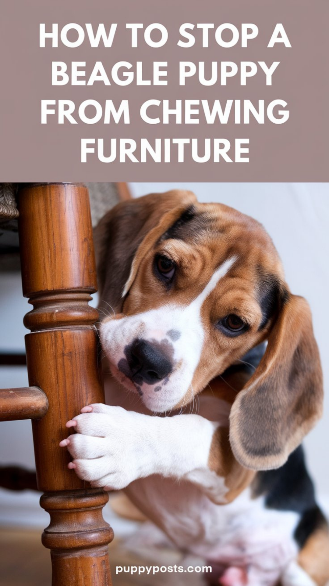 How to stop a Beagle puppy from chewing furniture How to stop a Beagle puppy from chewing furniture