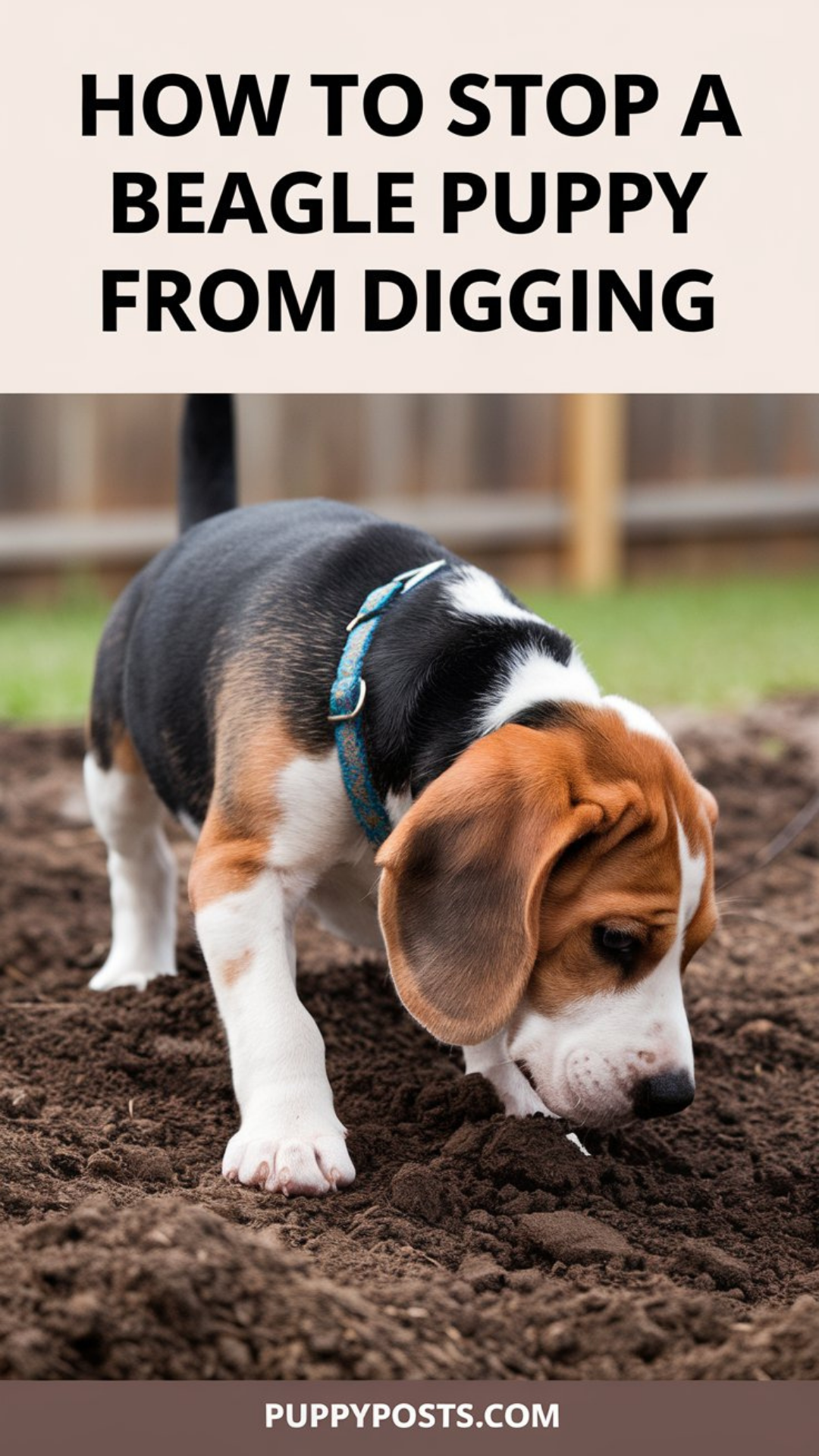 How to stop a Beagle puppy from digging How to stop a Beagle puppy from digging