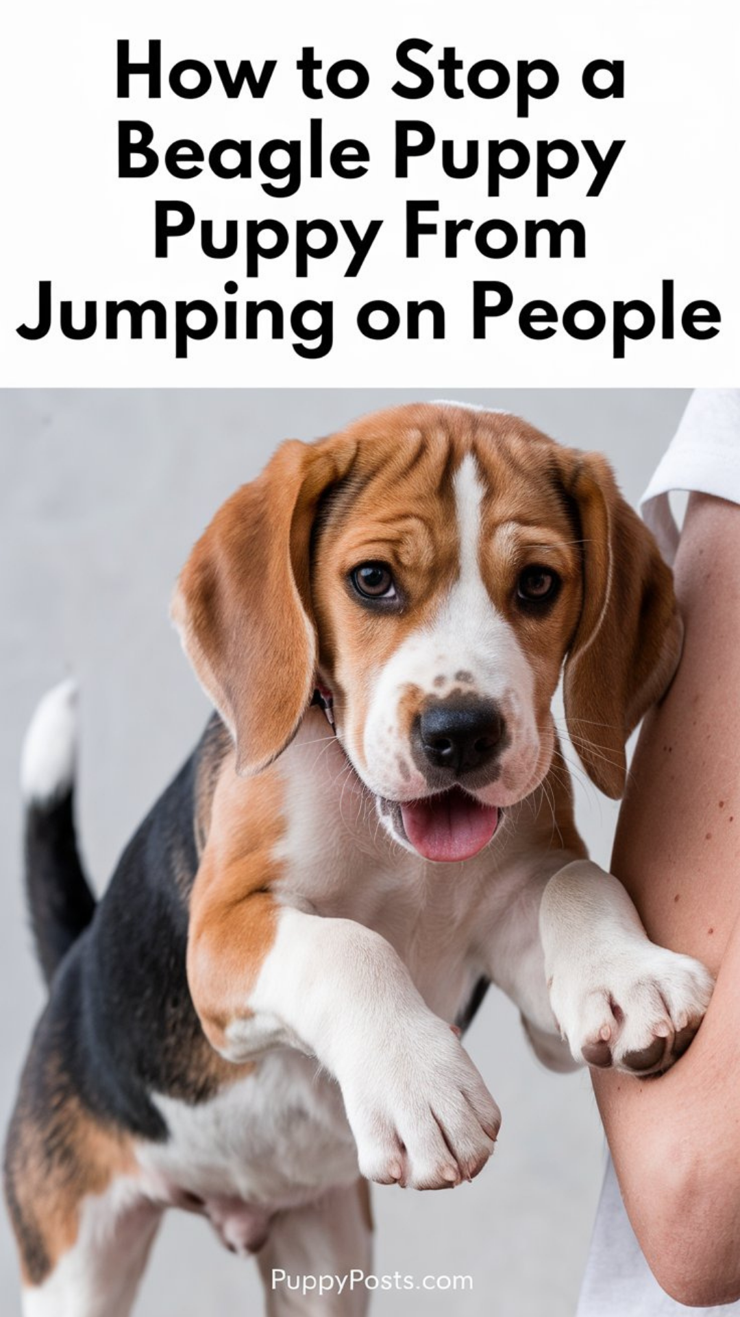 How to stop a Beagle puppy from jumping on people How to stop a Beagle puppy from jumping on people