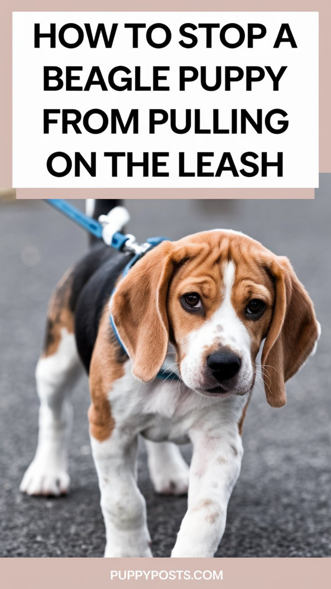 How to stop a Beagle puppy from pulling on the leash How to stop a Beagle puppy from pulling on the leash