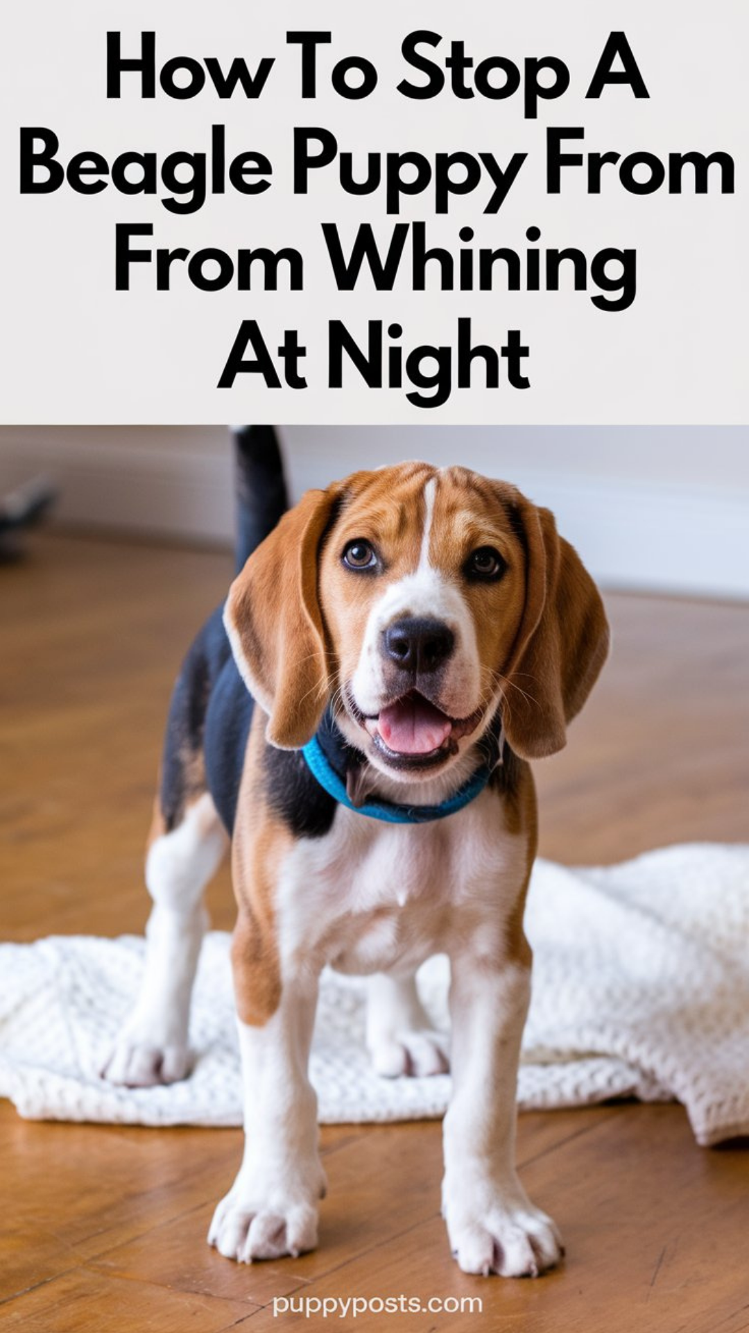 How to stop a Beagle puppy from whining at night How to stop a Beagle puppy from whining at night