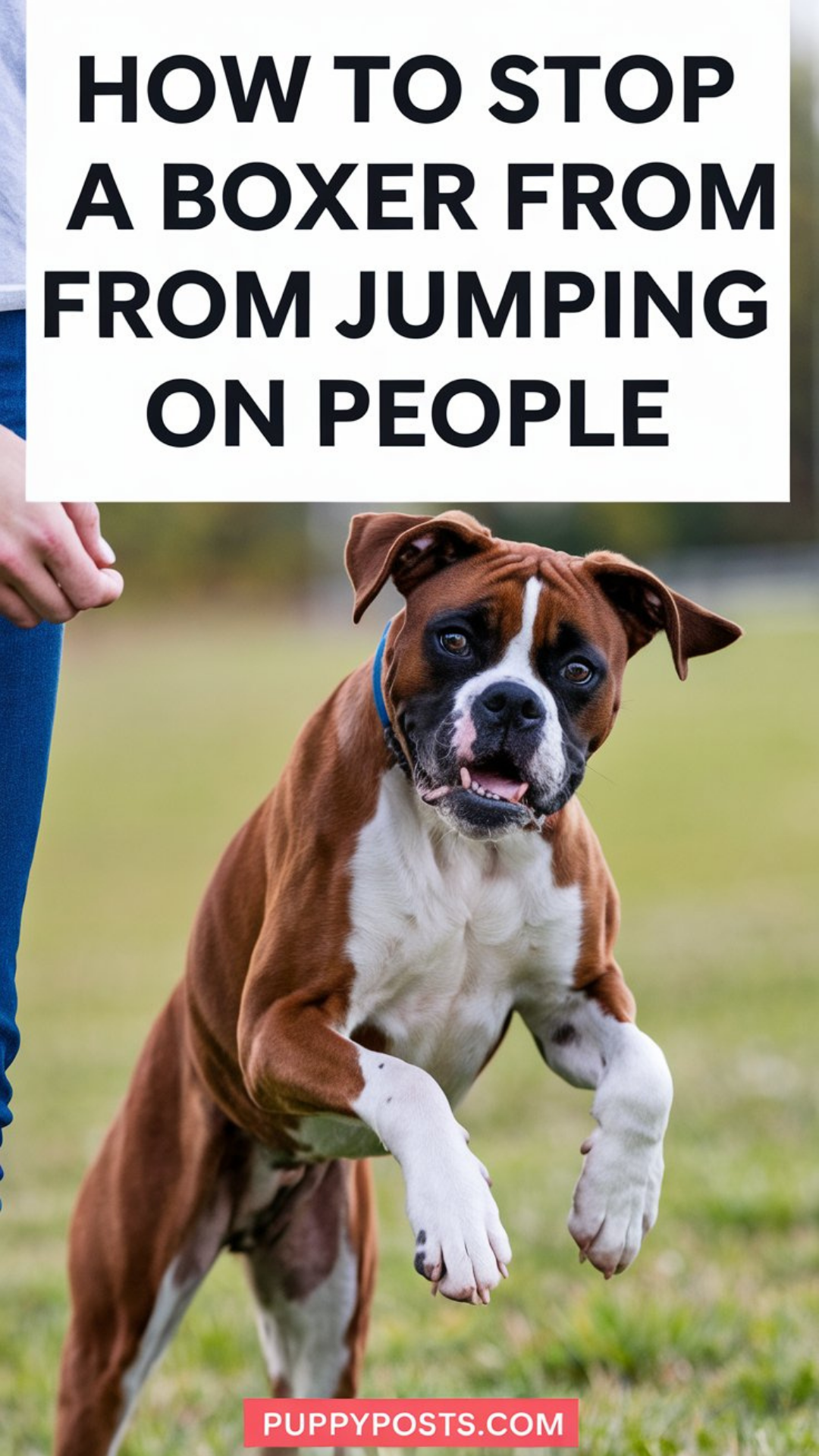 How to stop a Boxer puppy from jumping on people How to stop a Boxer puppy from jumping on people