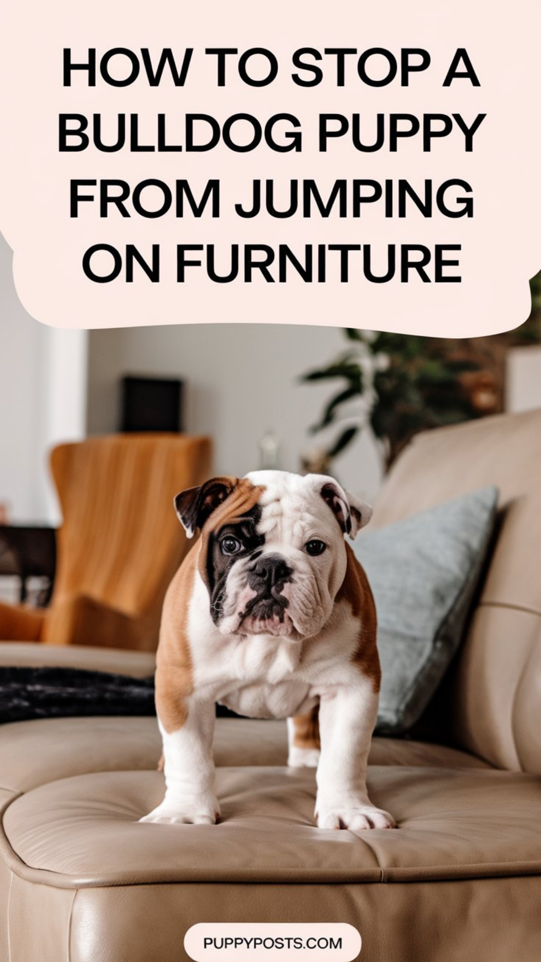 How to stop a Bulldog puppy from jumping on furniture