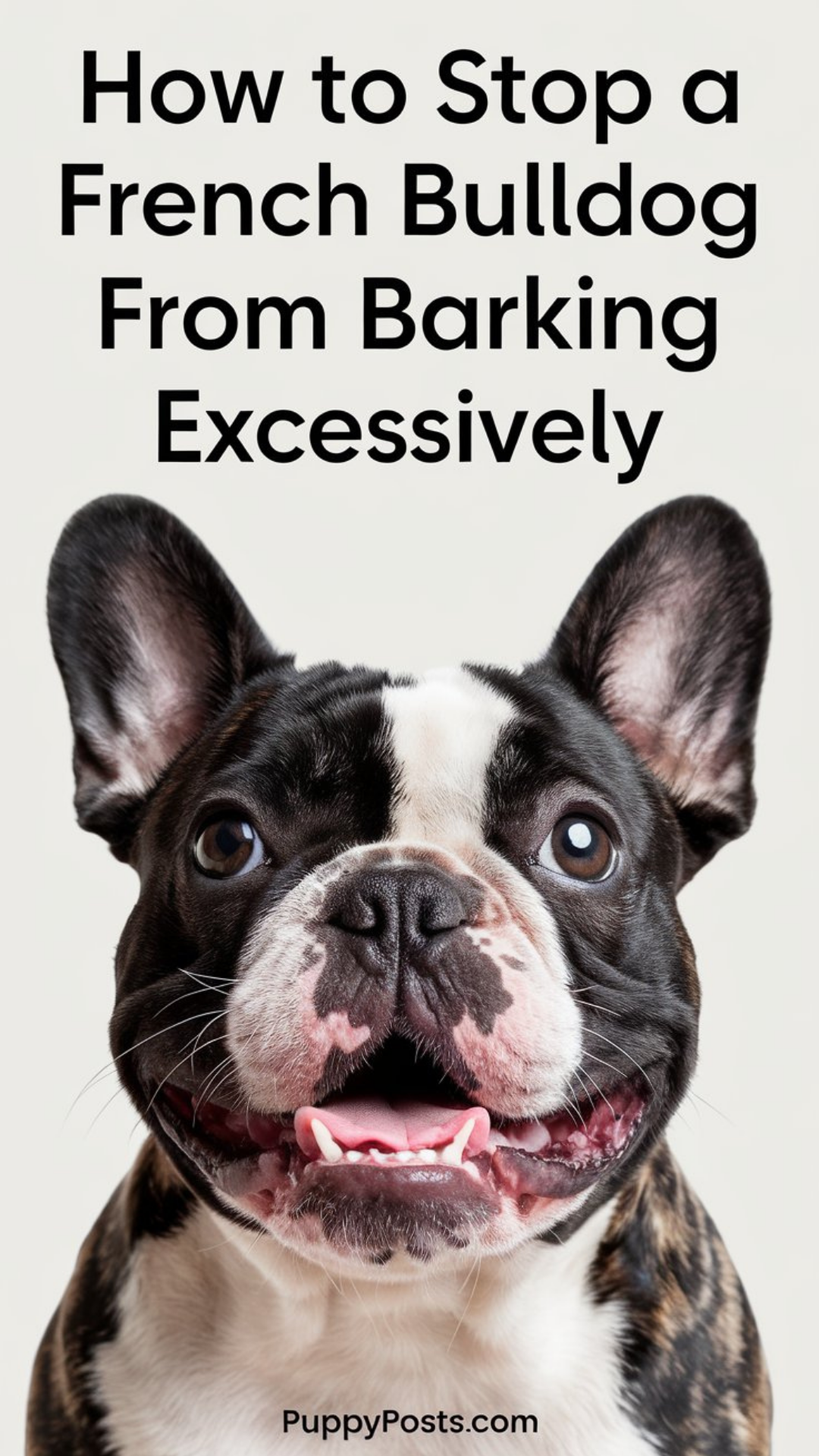 How to stop a French Bulldog from barking excessively How to stop a French Bulldog from barking excessively