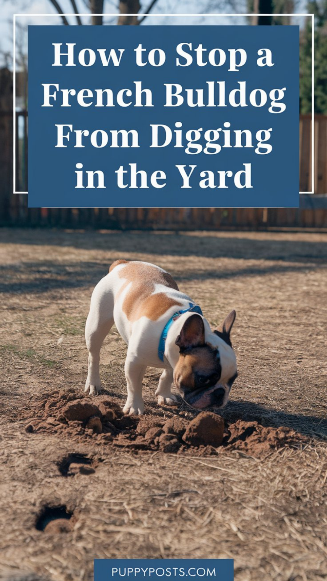 How to stop a French Bulldog from digging in the yard How to stop a French Bulldog from digging in the yard