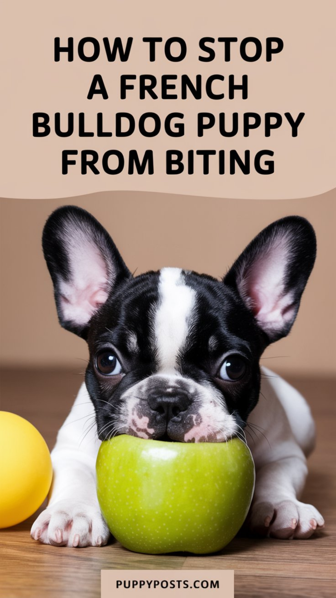 How to stop a French Bulldog puppy from biting