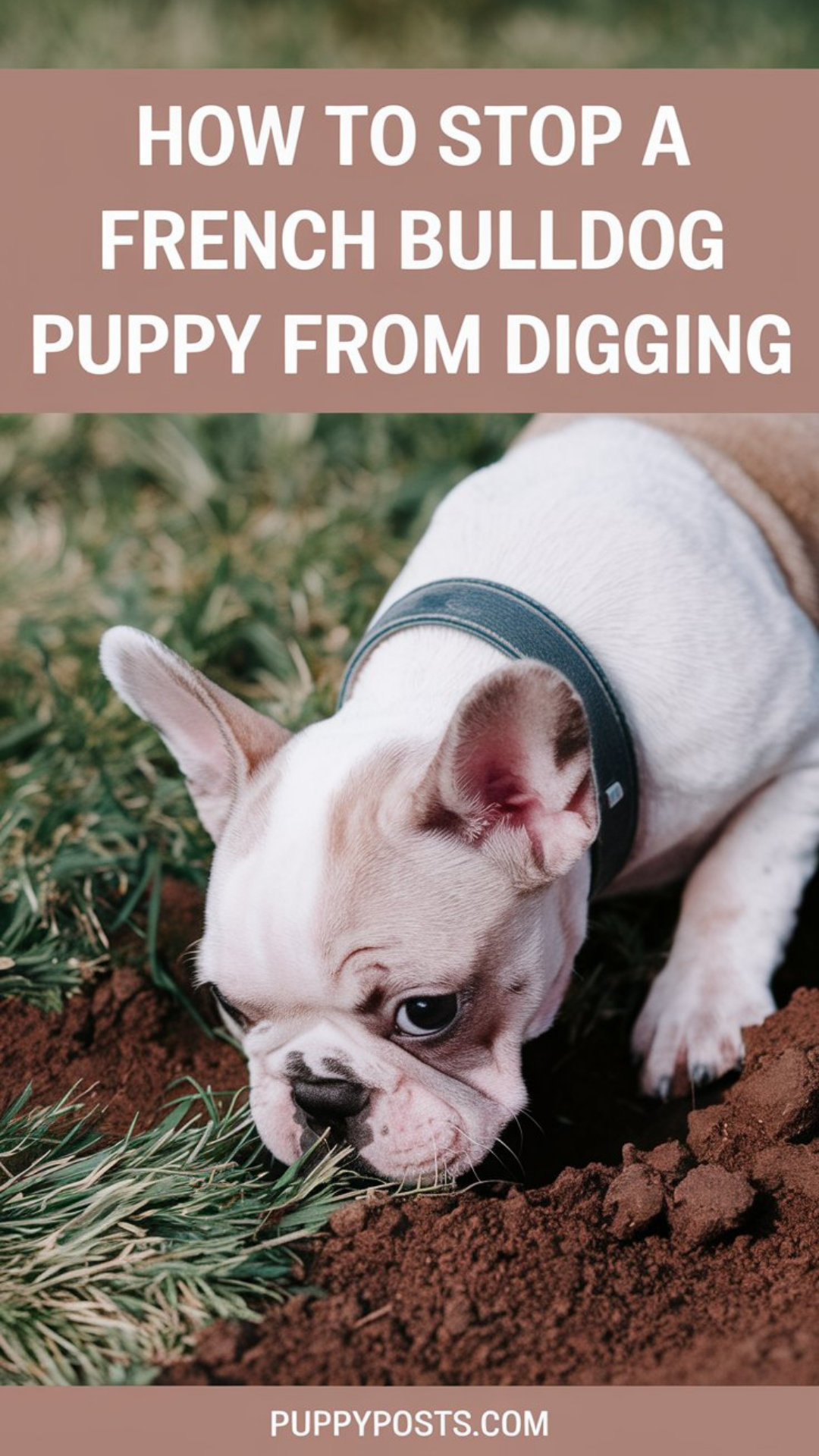 How to stop a French Bulldog puppy from digging How to stop a French Bulldog puppy from digging
