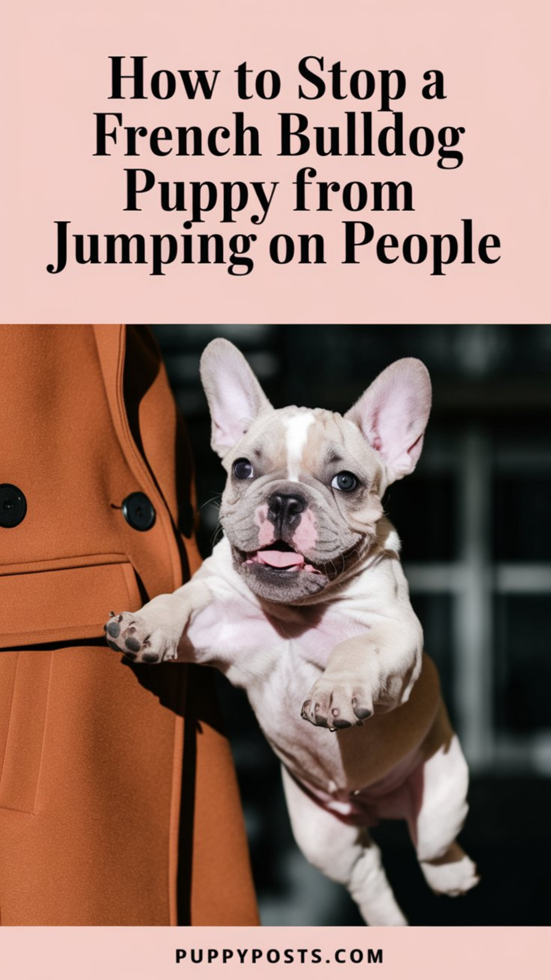 How to stop a French Bulldog puppy from jumping on people How to stop a French Bulldog puppy from jumping on people
