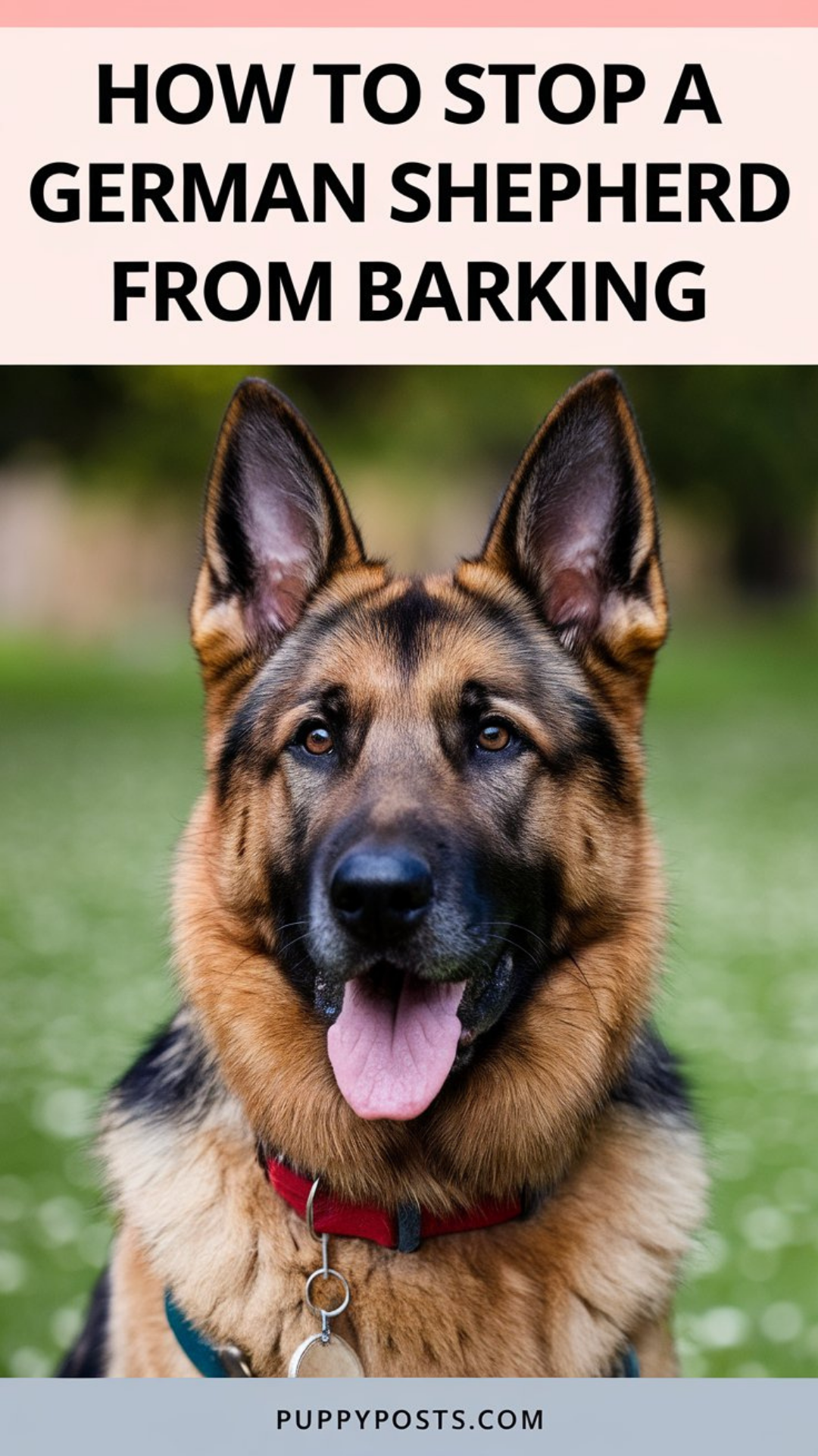 How to stop a German Shepherd from barking How to stop a German Shepherd from barking