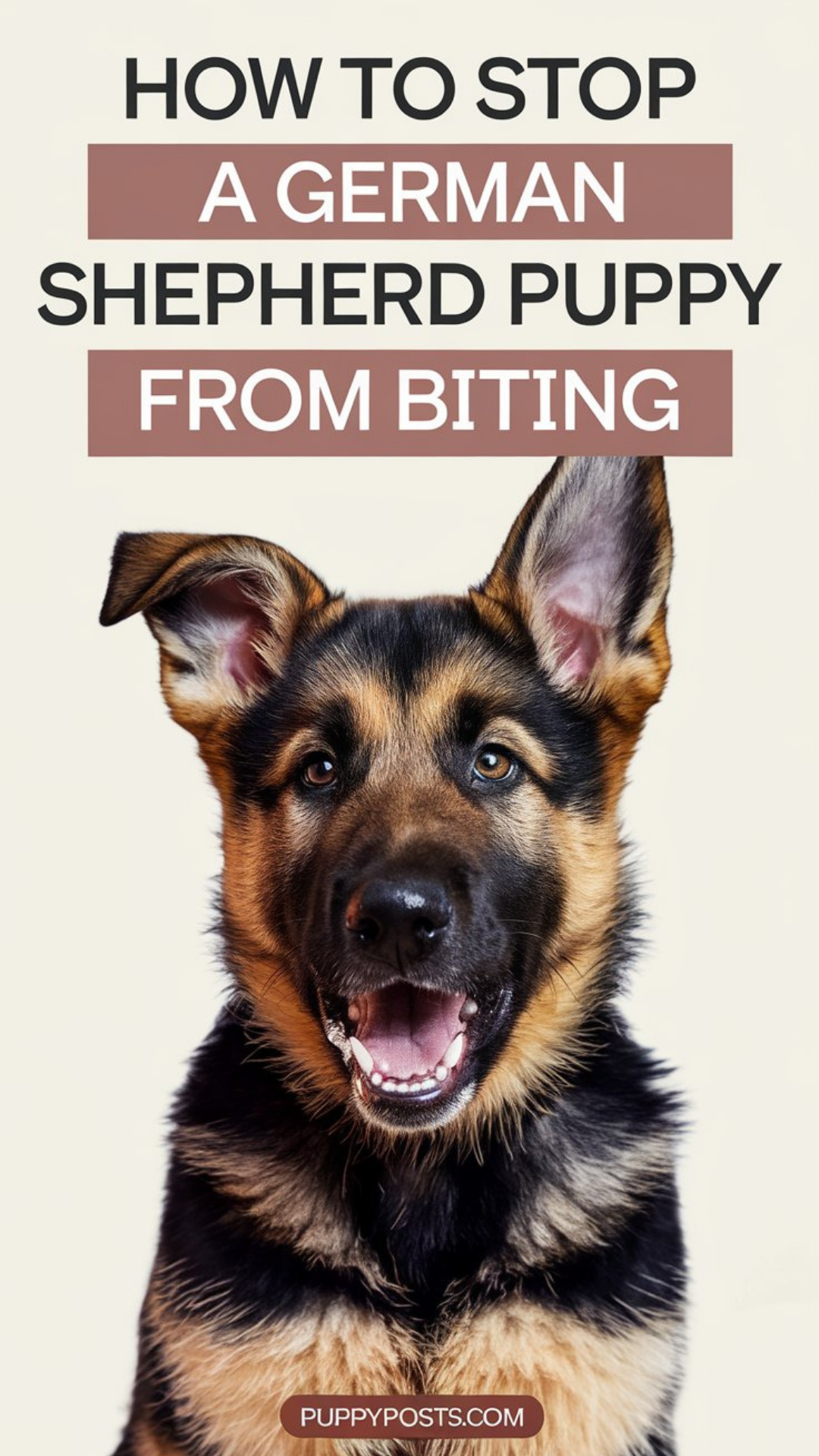 How to stop a German Shepherd puppy from biting How to stop a German Shepherd puppy from biting