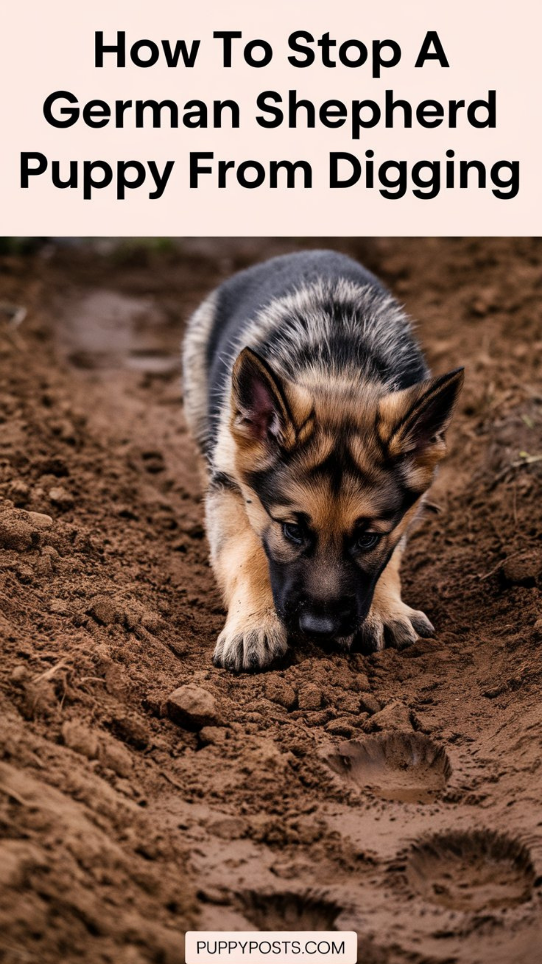 How to stop a German Shepherd puppy from digging How to stop a German Shepherd puppy from digging