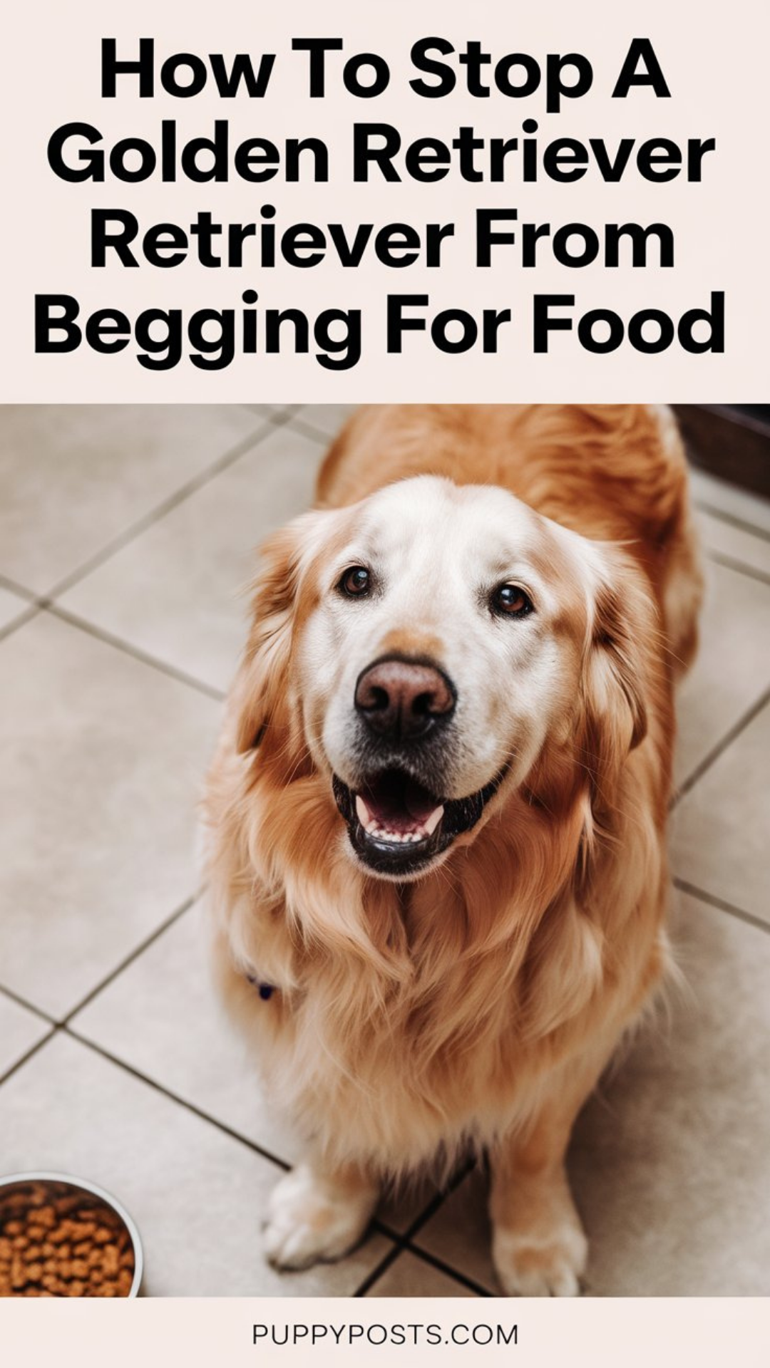 How to stop a Golden Retriever from begging for food