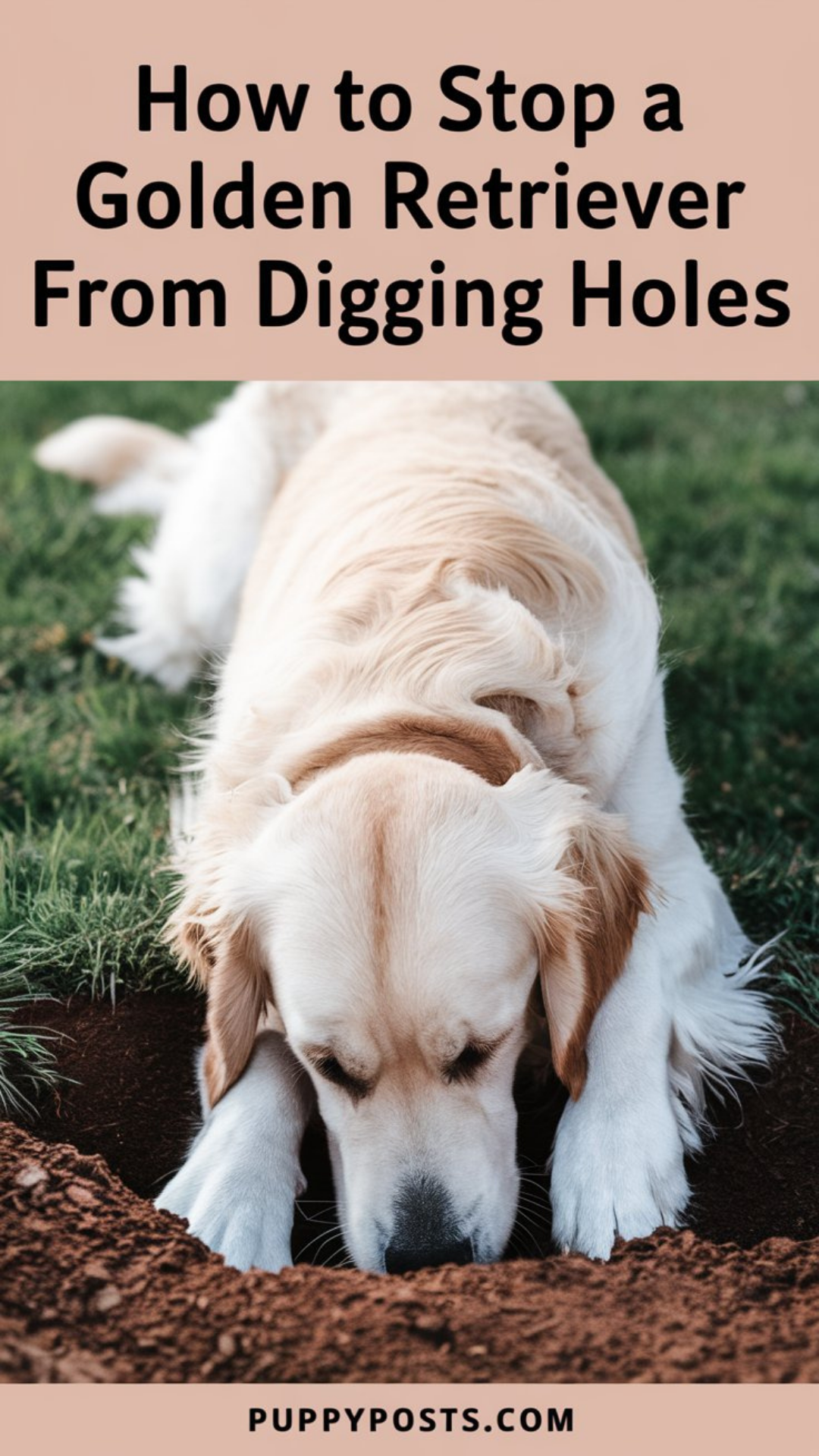 How to stop a Golden Retriever from digging holes How to stop a Golden Retriever from digging holes
