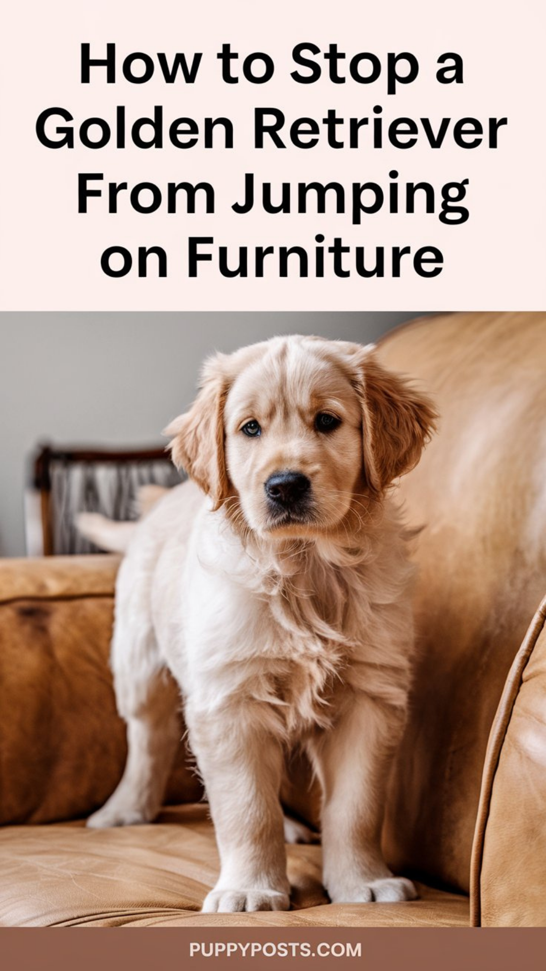 How to stop a Golden Retriever from jumping on furniture How to stop a Golden Retriever from jumping on furniture