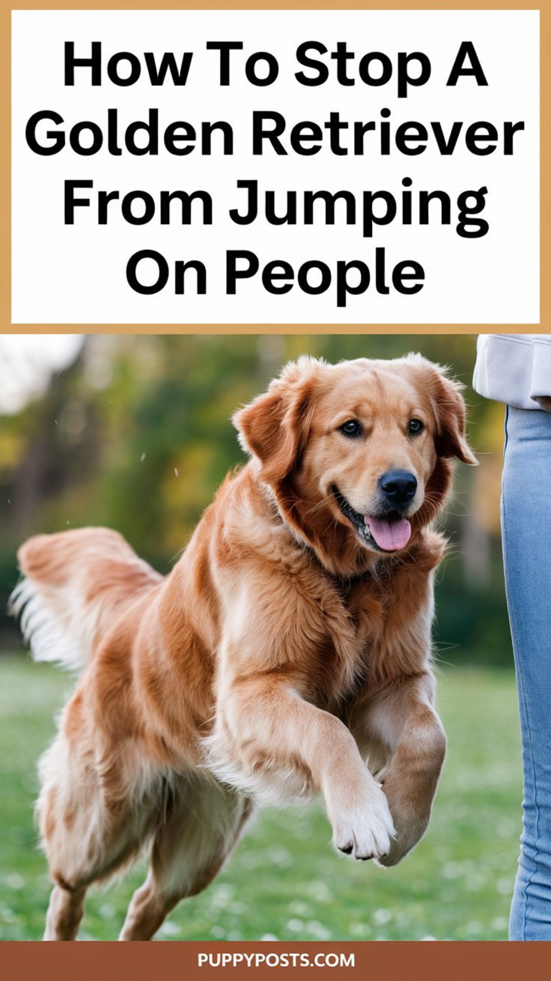 How to stop a Golden Retriever from jumping on people