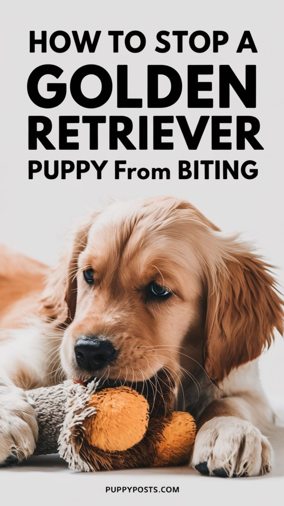 How to stop a Golden Retriever puppy from biting How to stop a Golden Retriever puppy from biting