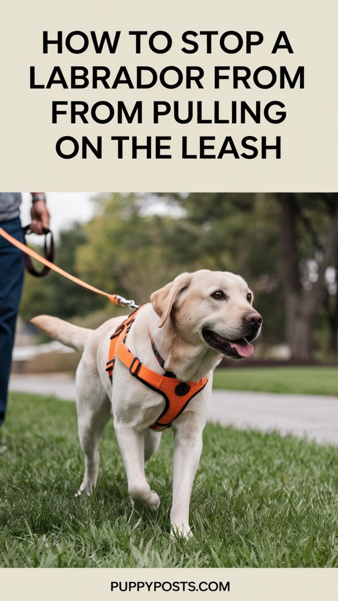 How to stop a Labrador from pulling on the leash How to stop a Labrador from pulling on the leash