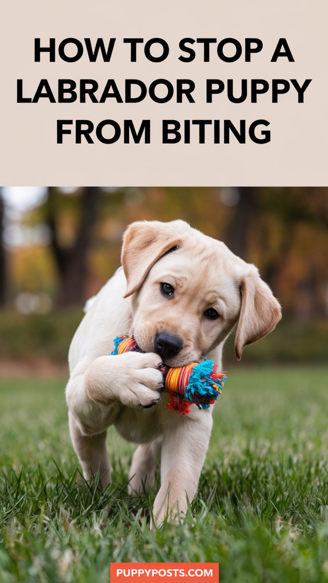 How to stop a Labrador puppy from biting How to stop a Labrador puppy from biting