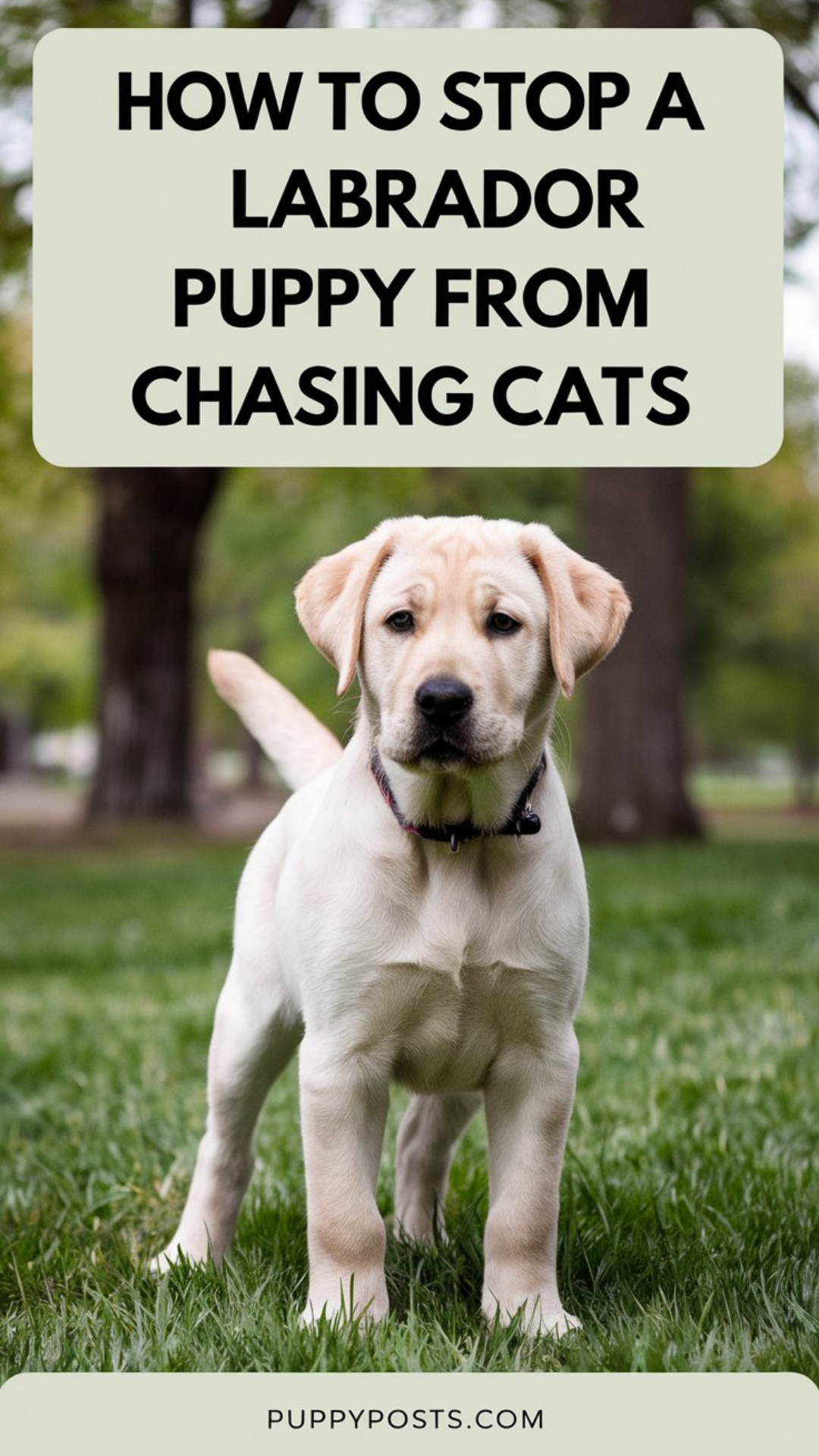 How to stop a Labrador puppy from chasing cats How to stop a Labrador puppy from chasing cats