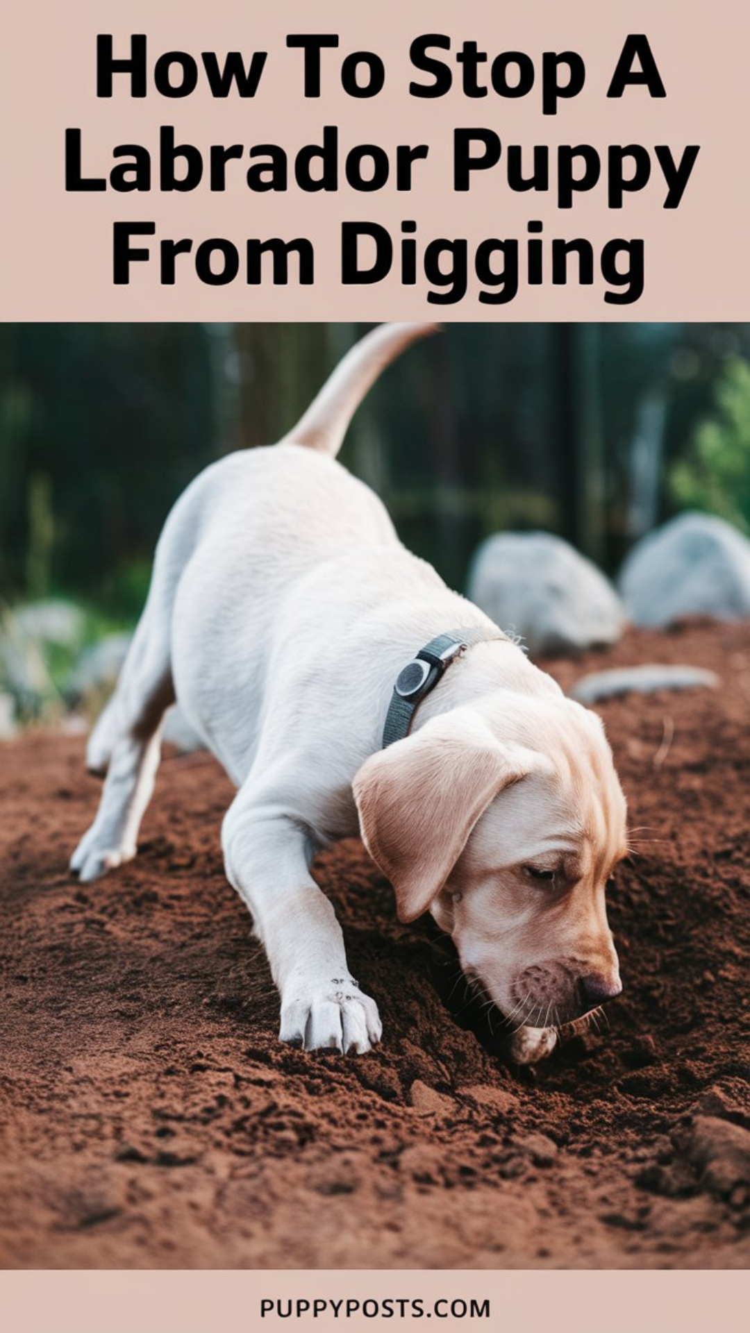 How to stop a Labrador puppy from digging How to stop a Labrador puppy from digging